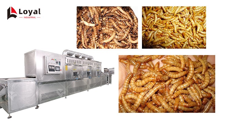 Bread Worm Dryer Tenebrio Molitor Insect Zophobas Atratus Microwave Drying Machine
